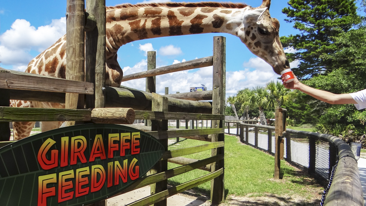 Exterior branded wayfinding for the Gulf Breeze Zoo giraffe feeding area - signgeek Branded Environments 